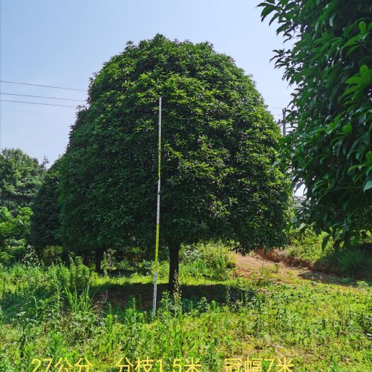 桂林 广西桂花树苗桂林桂花树精品桂花树成都桂花树高杆桂花树丹桂四