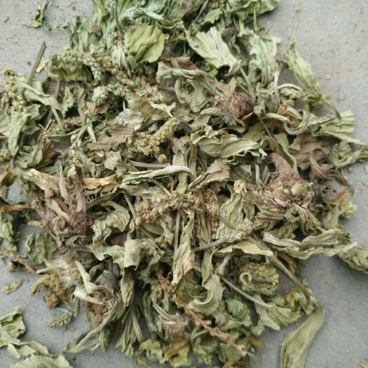 亳州 车前草 各种规格 齐全欢迎咨询