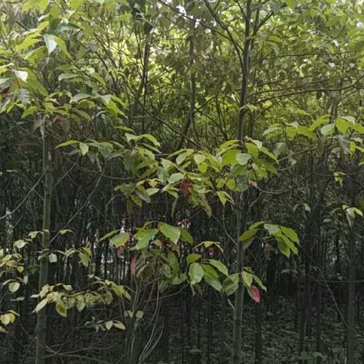 红安县 五年香樟林面积四亩，有需要的老板联系哎，可以便宜点处理。