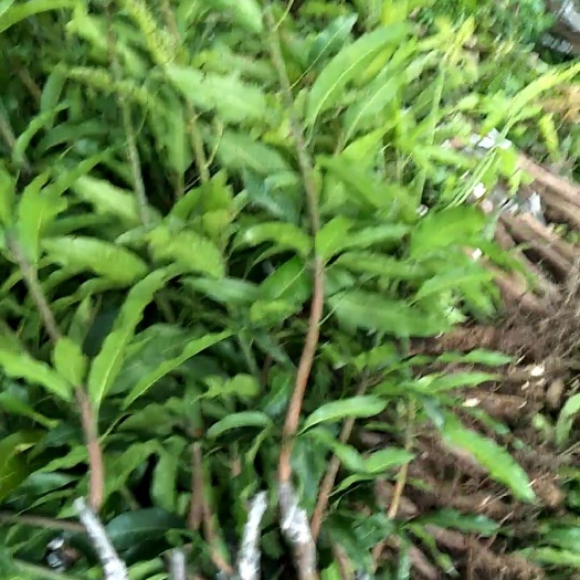 钦州桂七芒果苗  芒果苗 桂七苗
