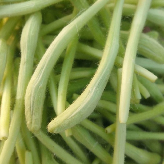 山阳县山银花  自家种植金银花，自然晾晒，无杂质，有需要的连系，