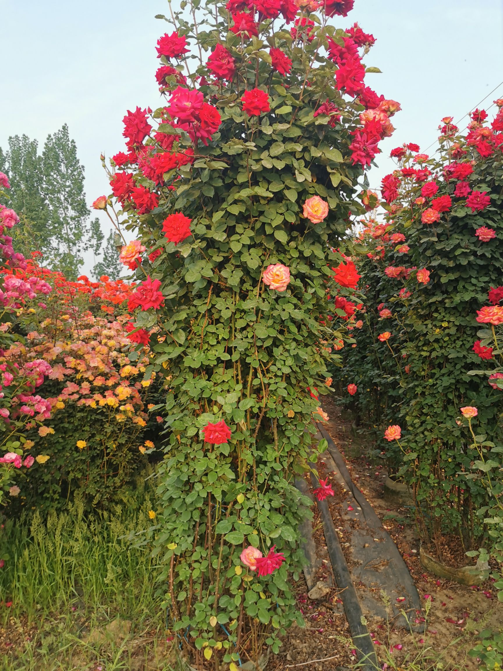 藤本月季  月季花墙花柱