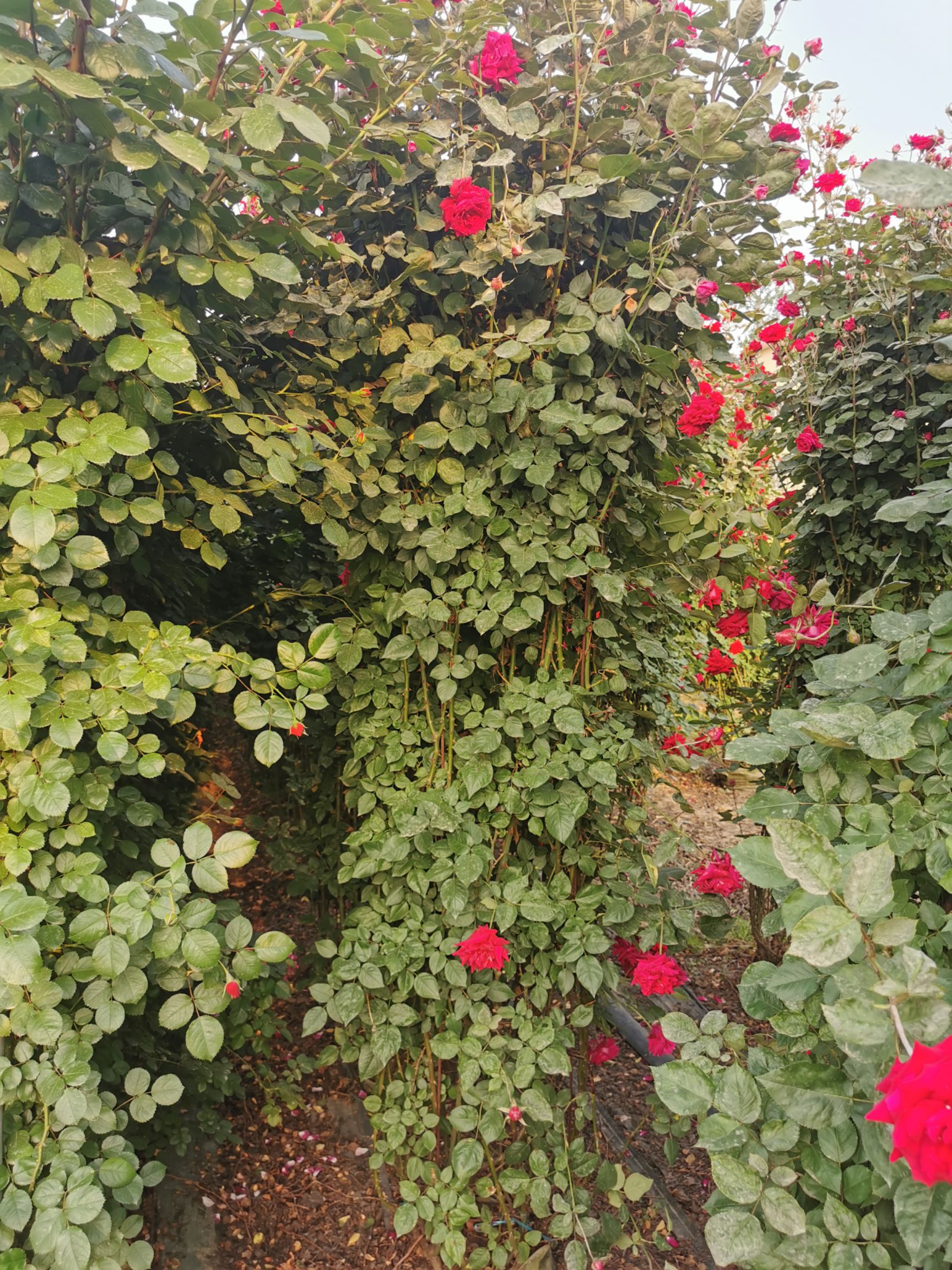 藤本月季  月季花墙花柱