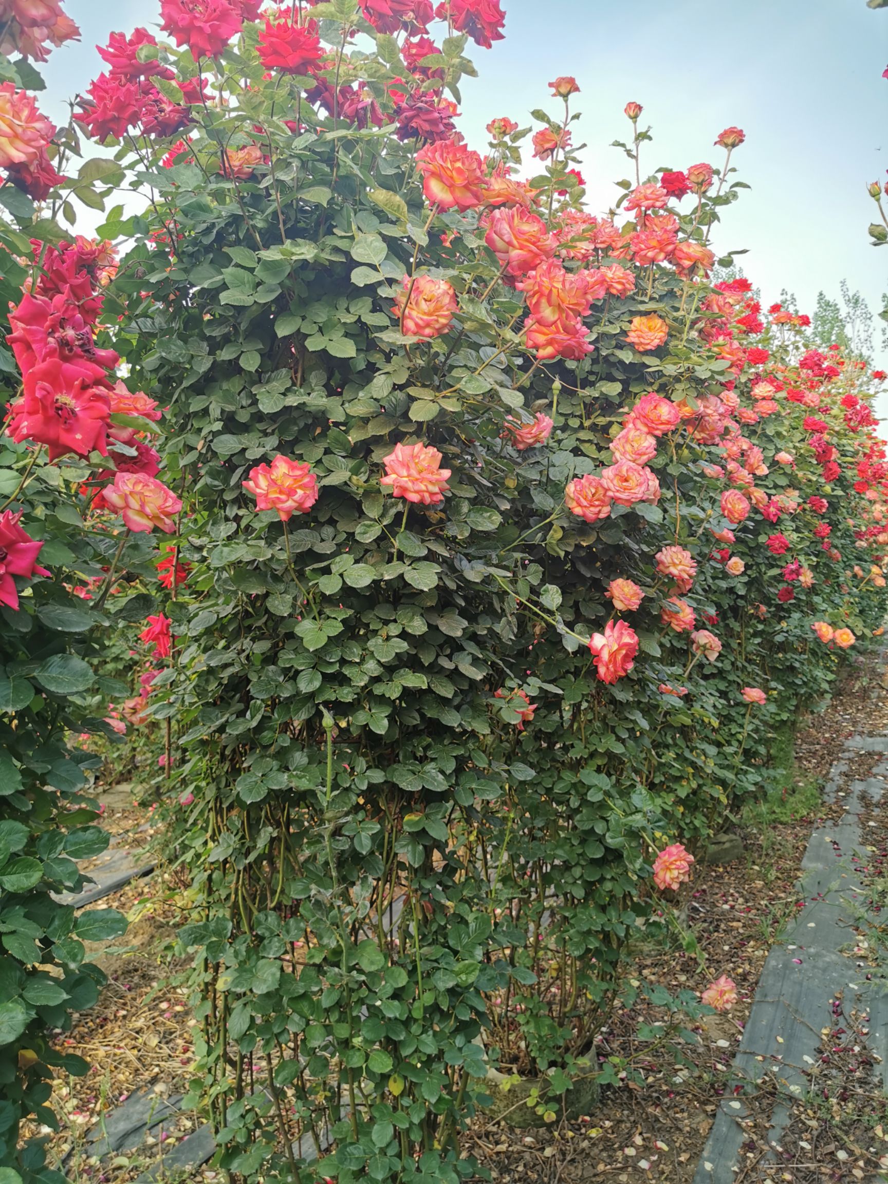 藤本月季  月季花墙花柱