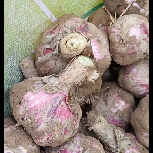 通许县大蒜 河南省开封市通许县 混级统货 新蒜 库外蒜 鲜蒜