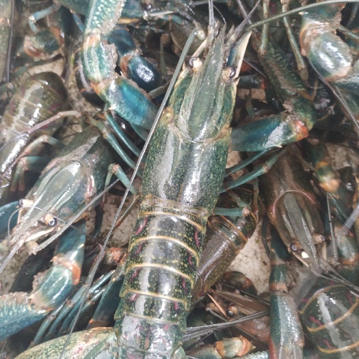 澄迈县 澳洲淡水小龙虾