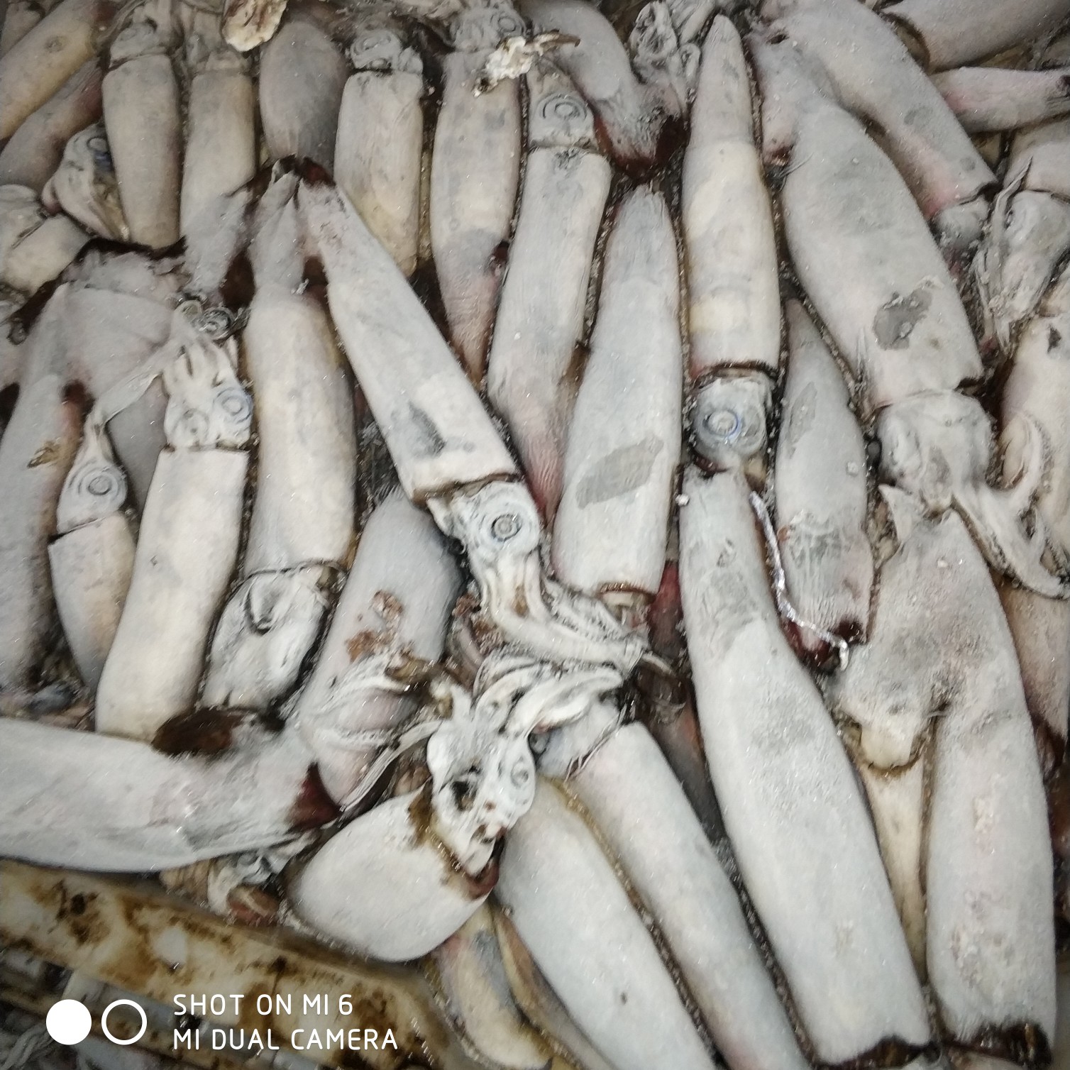 冷冻鱿鱼 北部湾鱿鱼，南海红鱿原料，船冻全规格