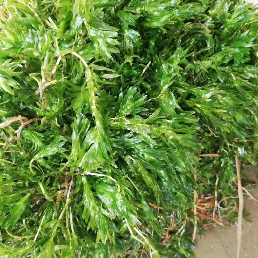 南京轮叶黑藻成草、轮叶黑藻把子草