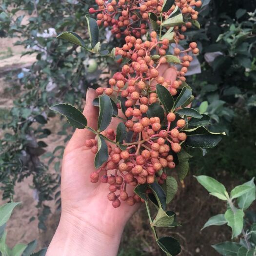 合阳县 花椒