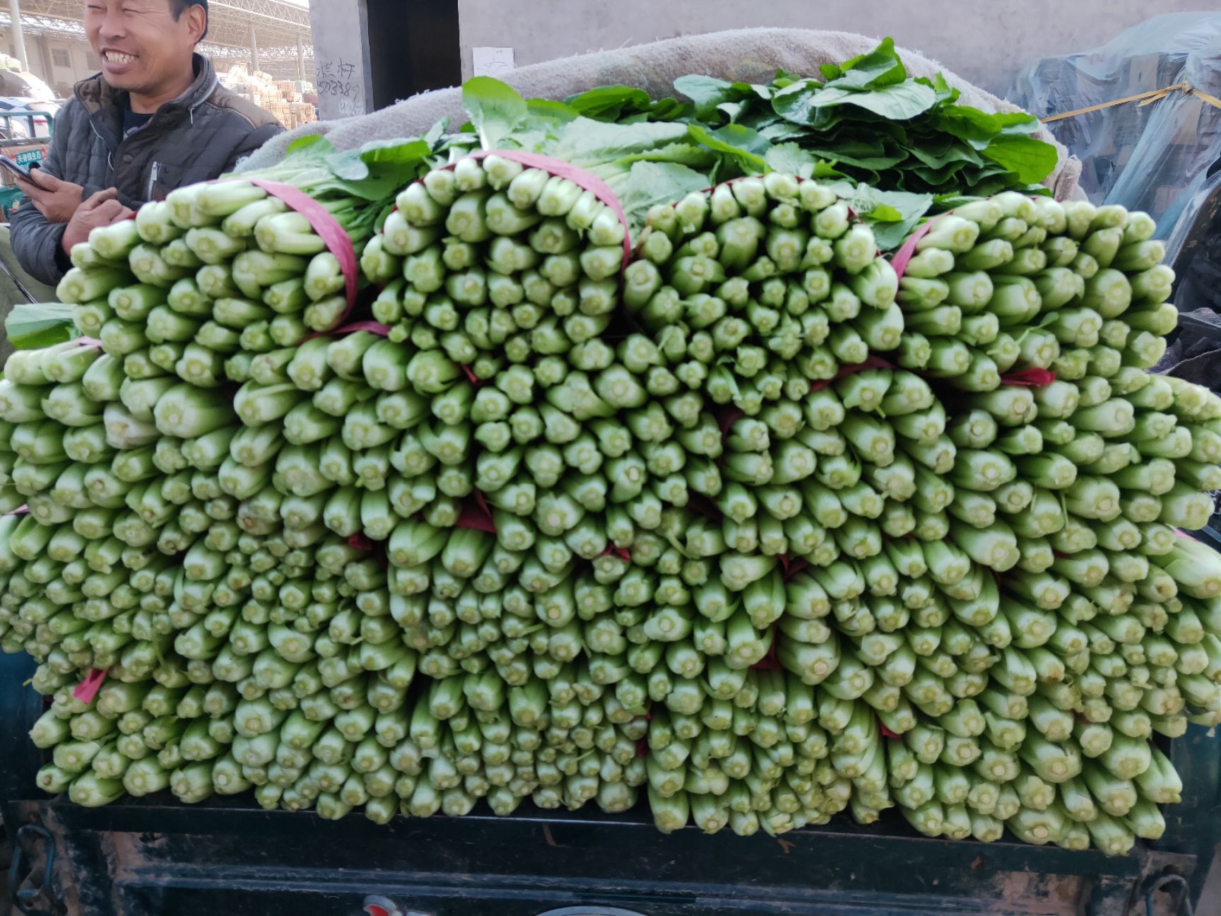 蔬菜大棚 我处蔬菜大量上市。有需要的老板直接下单。