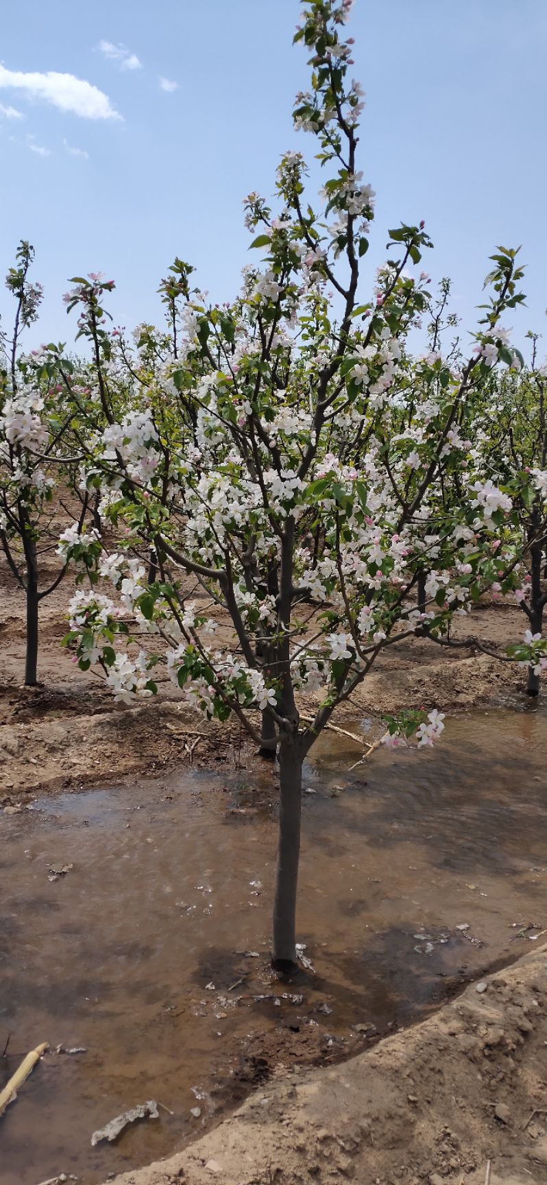 八棱海棠看花吃果  八棱海棠树开花香飘十里