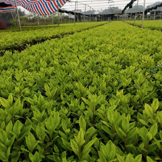荔浦市毛杜鹃 0.5米以下
