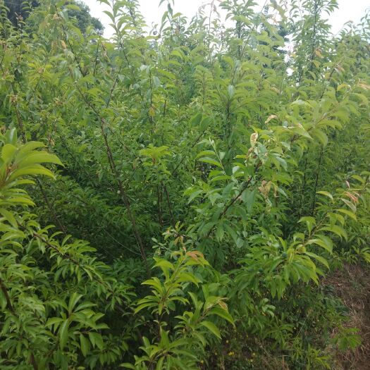 苍溪县青脆李苗  青脆挂果李苗
