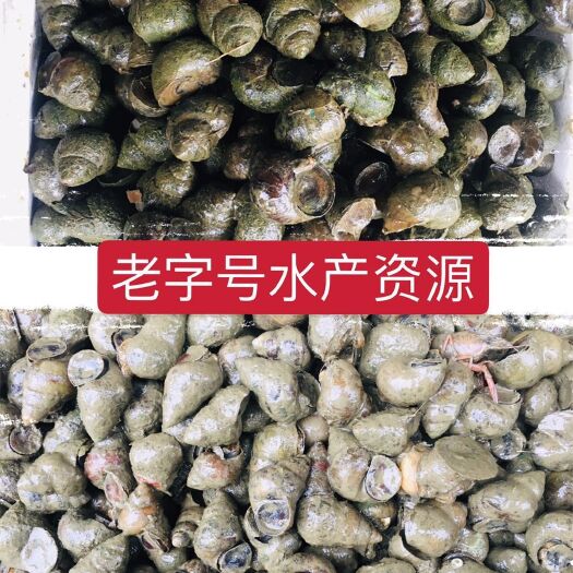 仙桃市优惠！优惠！优惠！田石螺大量销售，有意客户赶紧砸单！！！