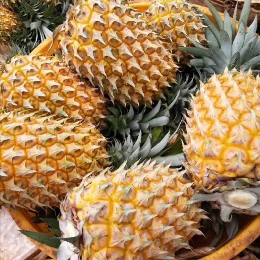 徐闻县 菠萝直供，保质保量