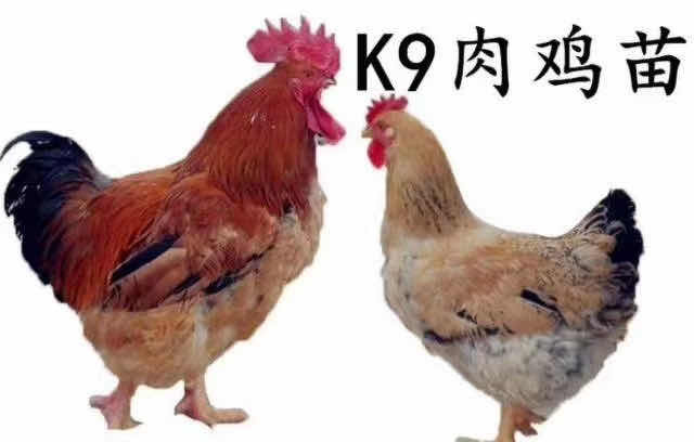 南宁 阉鸡苗