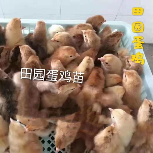 广州 鸡苗