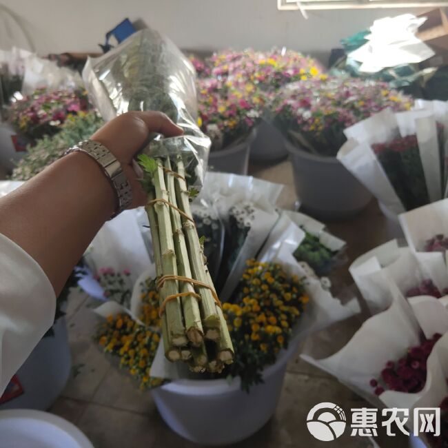 雏菊 基地直供，量大从优，包花场个性化定制