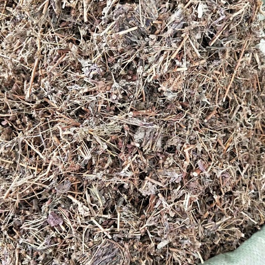  元宝草，对月草 各种规格专营中药批发