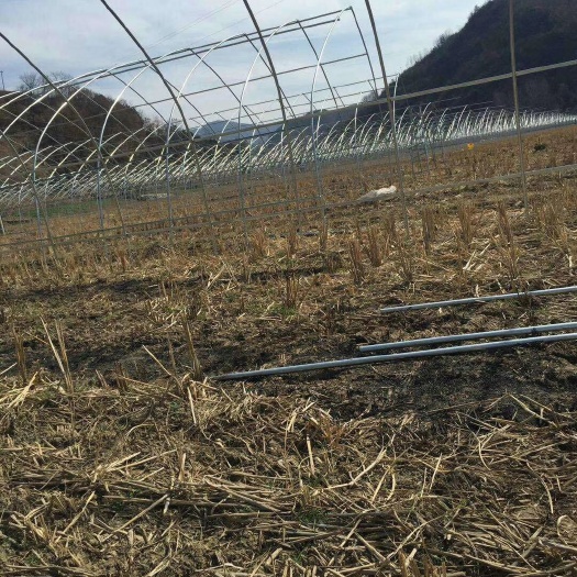 镀锌带种植大棚 低价出售大棚材料