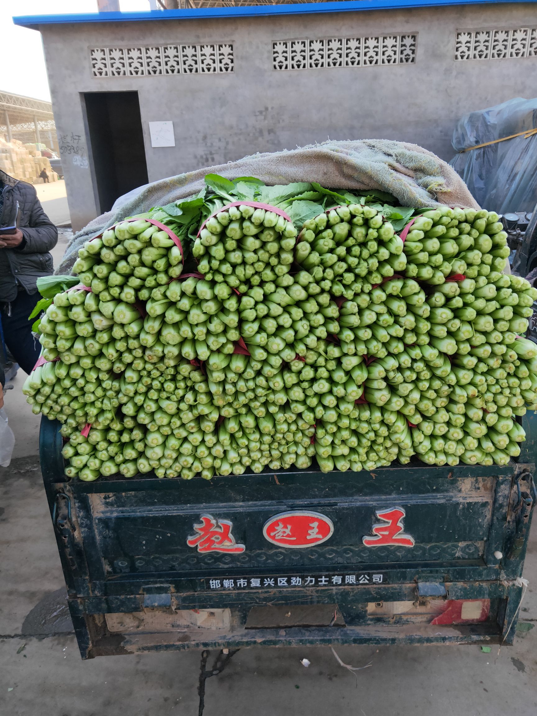 蔬菜大棚 我处蔬菜大量上市。有需要的老板直接下单。