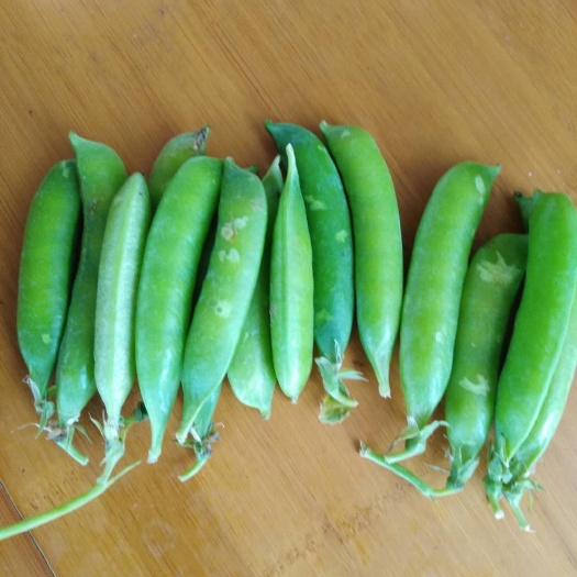 新野县架豆王豆角 豌豆荚，子包，质量好