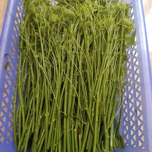 巴马县 赤苍藤菜(姑娘菜)