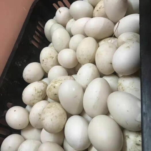 南宁 新鲜鸭蛋