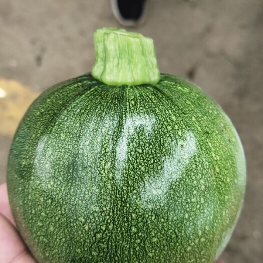 寿光市西葫芦 嫩南瓜