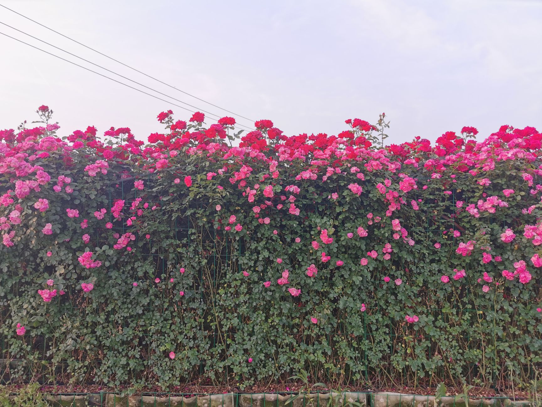 藤本月季  月季花墙花柱