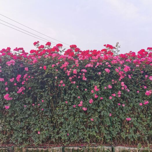 南阳藤本月季  月季花墙花柱
