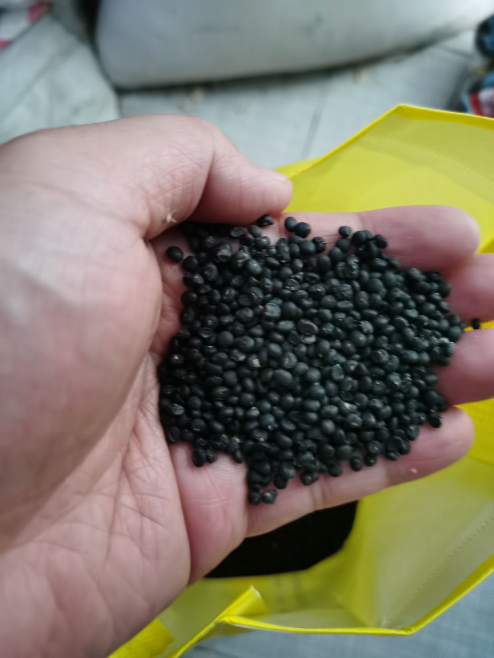 山东供应高发芽率85%以上芦笋种子种苗附技术指导支持散装发货