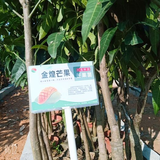 灵山县金煌芒果苗 金煌芒果树苗