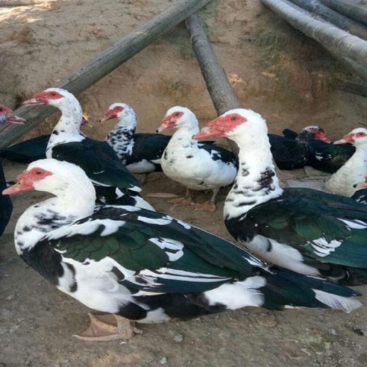 南宁黑番鸭苗