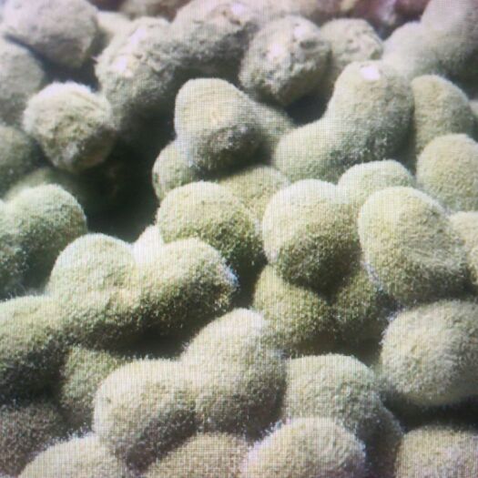 杞县酱豆 霉豆子霉黄豆发酵豆子黄豆酱原材料