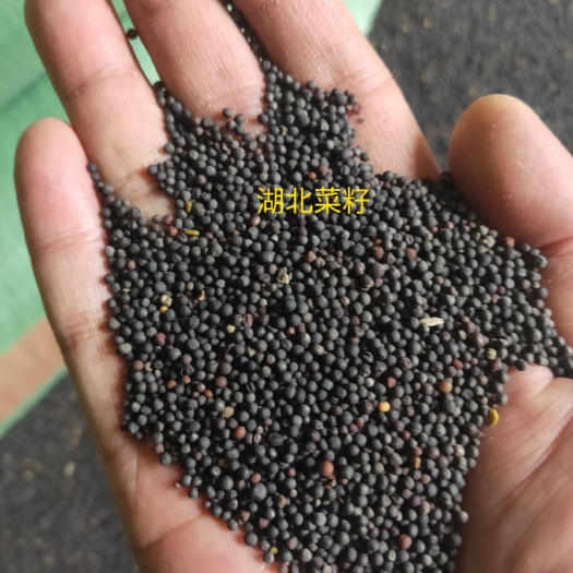 镇宁县油菜籽  湖北菜籽以上市（2021）