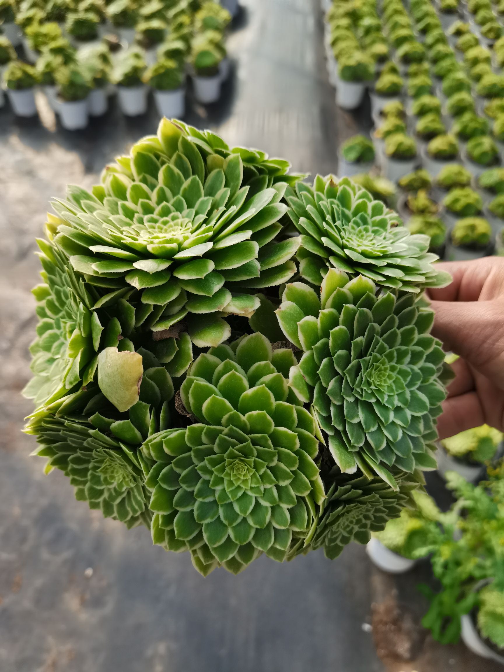  云南昆明《懿多肉园艺》基地直销翡翠冰多肉植物批发可混批