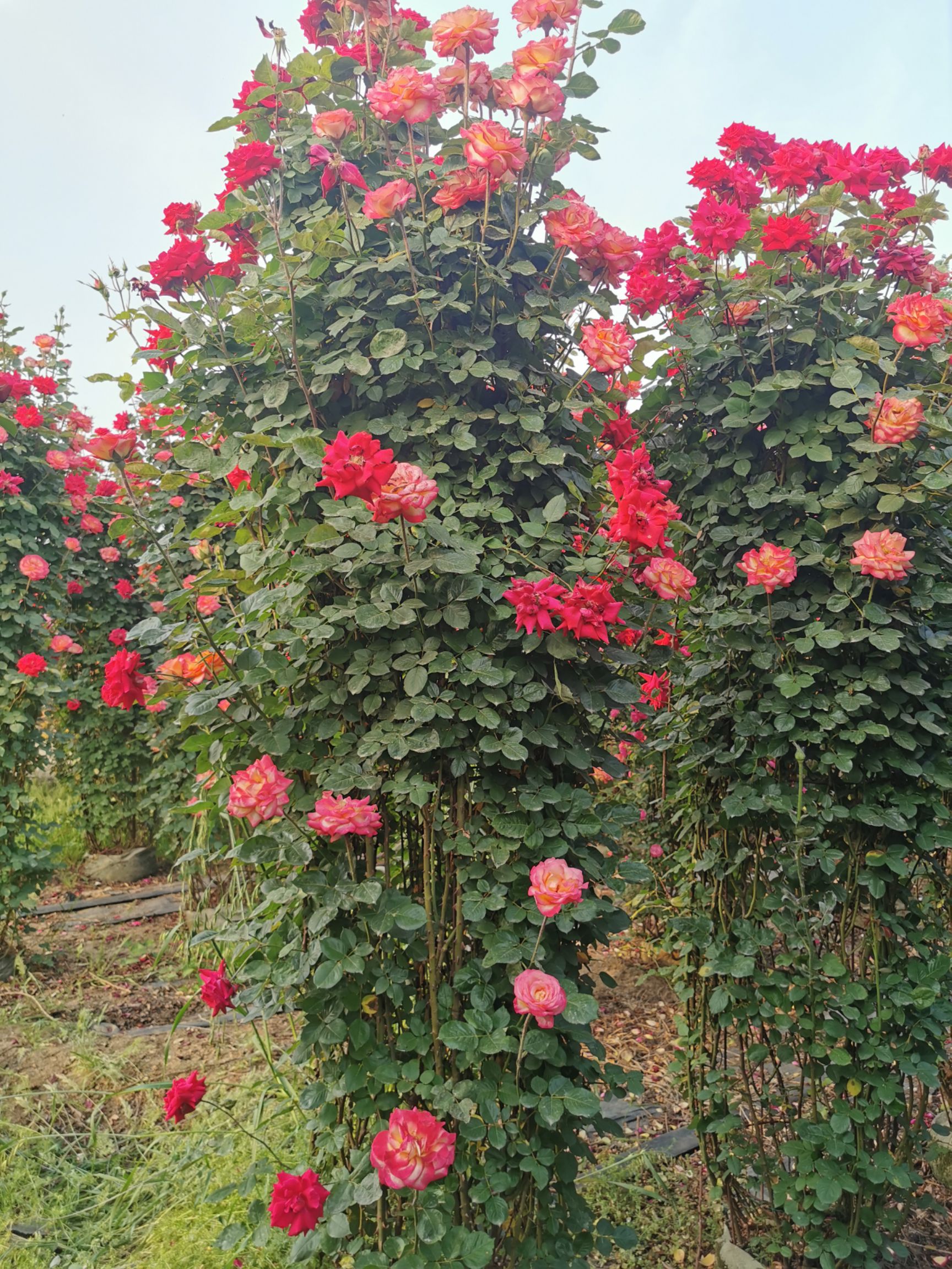 藤本月季  月季花墙花柱