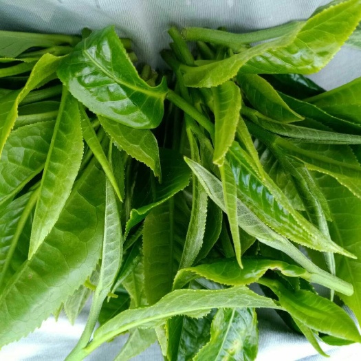 耿马县云南绿茶 古茶叶