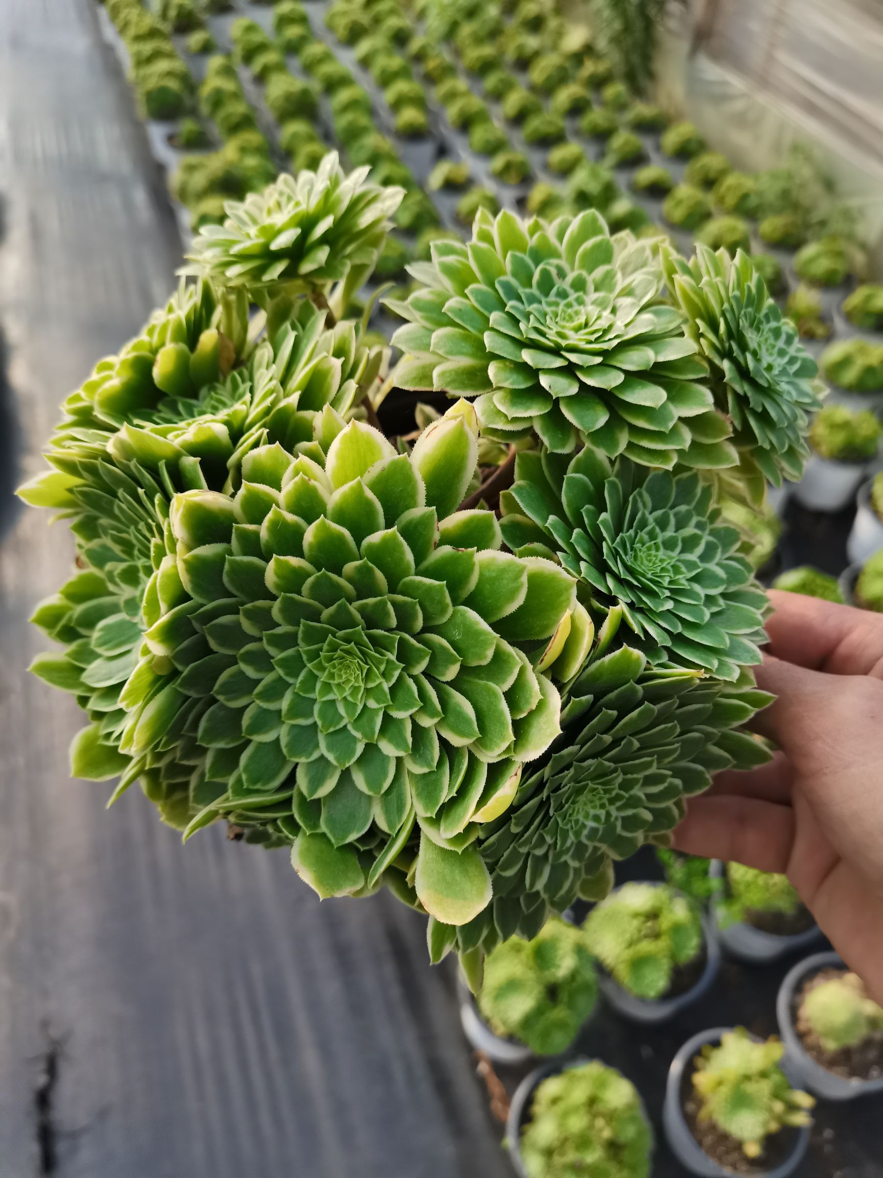  云南昆明《懿多肉园艺》基地直销翡翠冰多肉植物批发可混批
