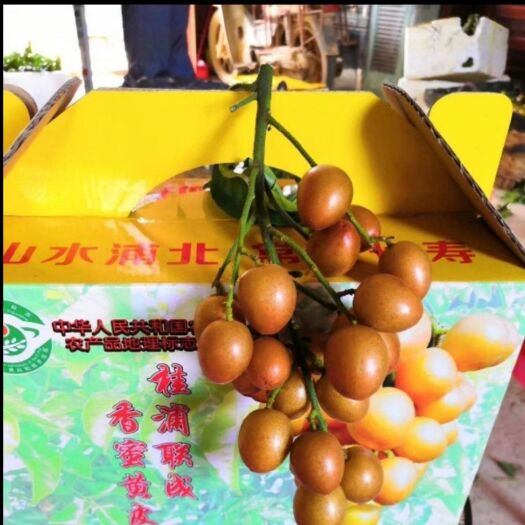 浦北县黑黄皮果苗  桂浦香蜜黄皮果（地理标志产品）