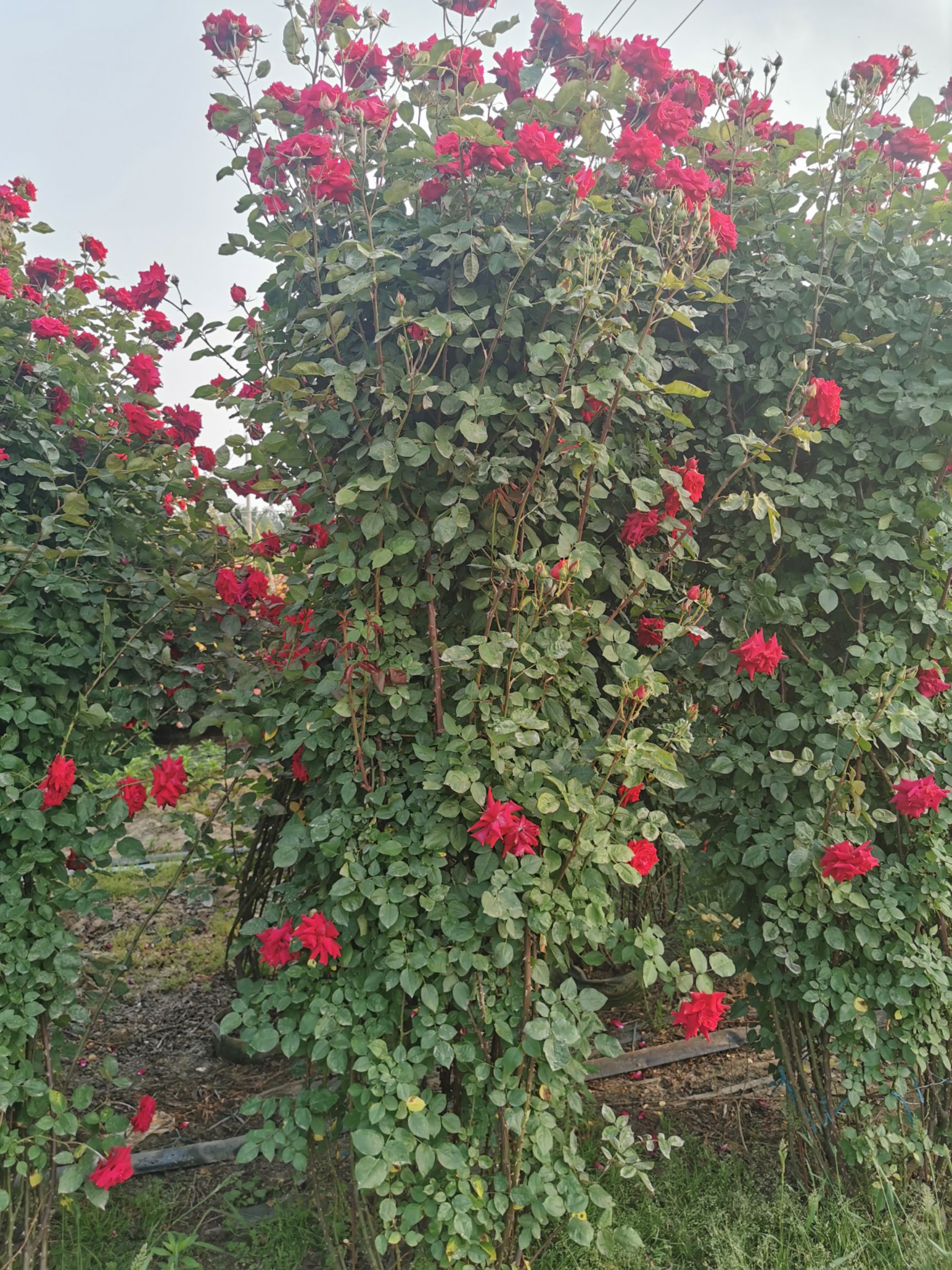 藤本月季  月季花墙花柱