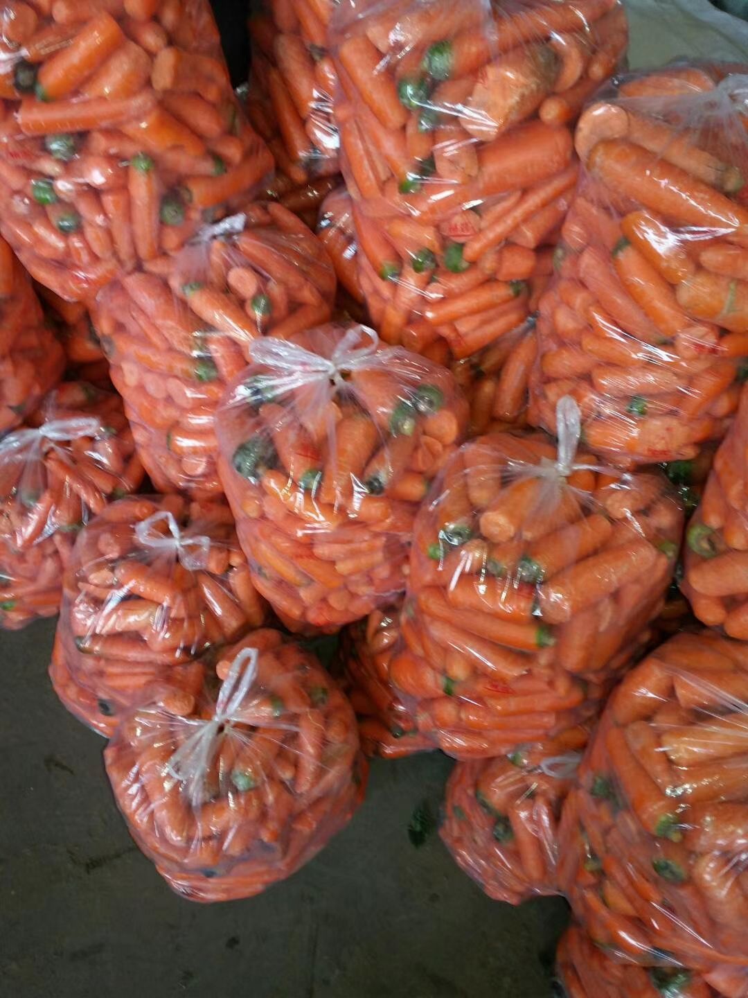 三红胡萝卜 河北省邯郸市永年区