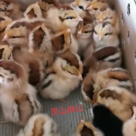 广州 本公司出售各种优质雏鸡苗