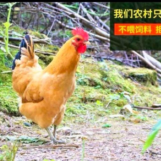 耒阳市土鸡  湖南耒阳农家高山散养老母鸡138元一只，包邮