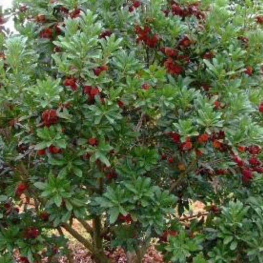 台州东魁杨梅树苗  台州黄岩种植杨梅发原地，东魁杨梅苗，东魁杨梅