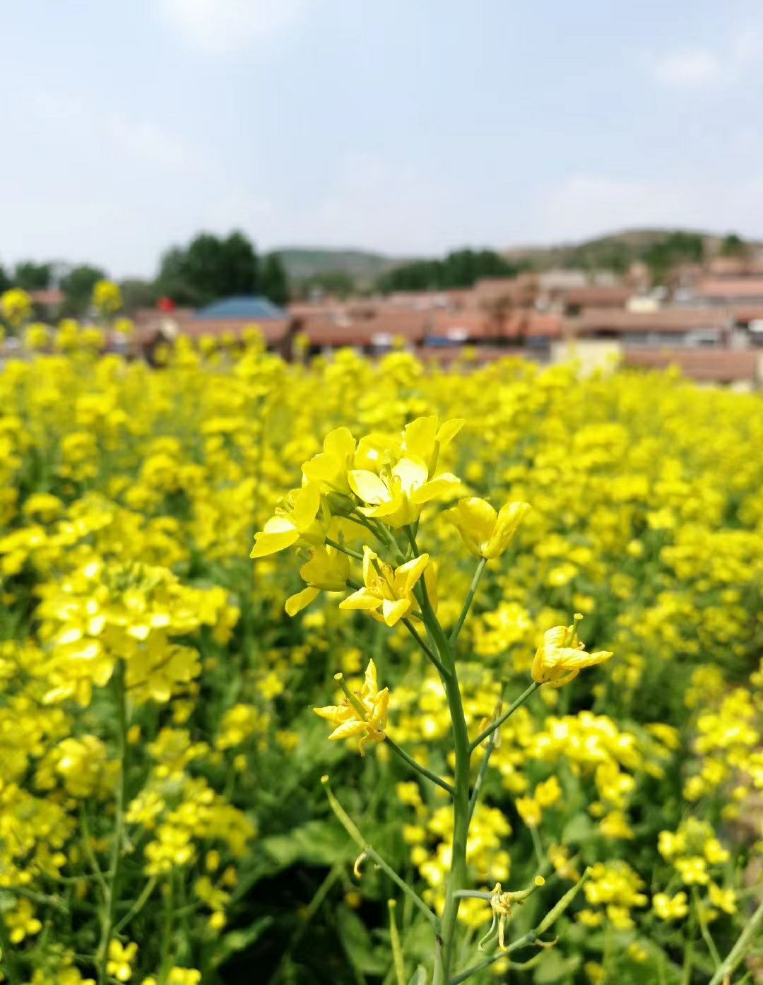 土蜂蜜 🍯纯正油菜蜜2020五月新蜜 尝新价！味浓粘稠，营养价值高
