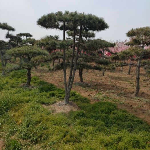 泰安基地出售造型黑松 2米3米4米5米6米8米造型黑松
