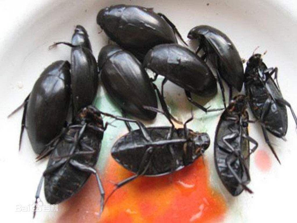 黑龙虱  活体黑龙虱