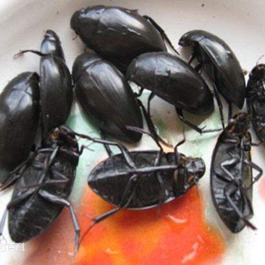 佳木斯黑龙虱  活体黑龙虱